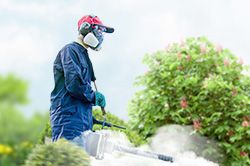 Обработка сада от паразитов - необходимые меры и их регулярность  в Нововоронеже