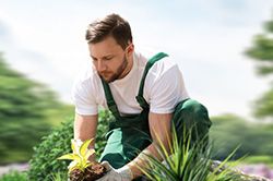 Озеленение и городское благоустройство, создание комфортной среды  в Нововоронеже