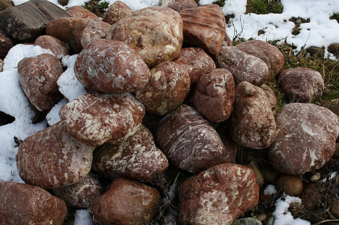 Kamenclub.ru: Розовый валунчик фр.100-300 мм.  купить в Нововоронеже крупный природный камень розовый, серый молочный красный речной галечник природный 7850 руб/т   фото КАМЕНЬ КЛУБ