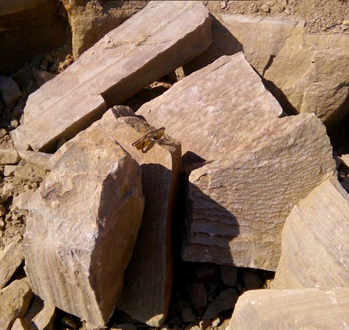 Kamenclub.ru: Песчаник пластушка желтый с рисунком (7-15 см)  купить в Нововоронеже плитняк - пластушка - бут желтый песчаник 10200 руб/м3   фото КАМЕНЬ КЛУБ