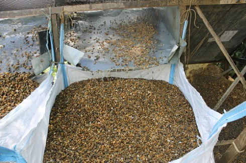 Kamenclub.ru: Галька окат (серо-желтая) фр.10-20 мм. купить  в Нововоронеже галька серо-желтая, рыжая, серый речная окатанная округлая галька 5000 руб/т   фото КАМЕНЬ КЛУБ