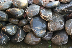 Kamenclub.ru: Валунчик Паутинник фр.100-300 мм  купить в Нововоронеже крупный природный камень галечник темно-серый с прожилками белый черный речной валунчик 5000 руб/т   фото КАМЕНЬ КЛУБ