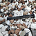 Kamenclub.ru: Мраморная крошка (щебень крошка микс : белый-черный-розовый) фр. 20-40 мм.  купить в Нововоронеже мрамор белый, черный, розовый декоративная ландшафтная крошка 12000 руб/т   фото КАМЕНЬ КЛУБ