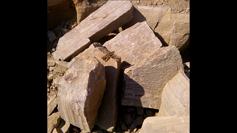 Kamenclub.ru: Песчаник пластушка желтый с рисунком (4-6 см)  купить в Нововоронеже плитняк пластушка желтый с рисунком песчаник 9 000 руб/м3   фото КАМЕНЬ КЛУБ