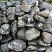 Kamenclub.ru: Валунчик Паутинник фр.100-300 мм  купить в Нововоронеже крупный природный камень галечник темно-серый с прожилками белый черный речной валунчик 5000 руб/т   фото КАМЕНЬ КЛУБ