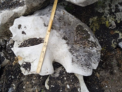 Kamenclub.ru: Выветренный известняк со мхом фр. 100-500 мм.  купить в Нововоронеже известняк серый белый зеленый валун известняковый крупный 10000 руб/т   фото КАМЕНЬ КЛУБ