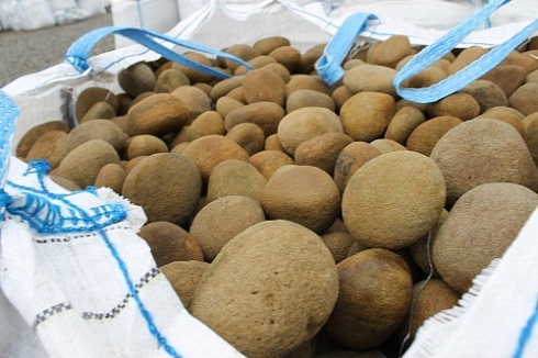 Kamenclub.ru: Песчаник ядра, фр. 100-300 мм  купить в Нововоронеже песчаник бежевый серый рыжий речная галька 5 000 руб/т   фото КАМЕНЬ КЛУБ