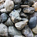 Kamenclub.ru: Речной валун Кабанчик фр.300-500 мм.  купить в Нововоронеже крупный природный камень галька серый, темно-серый речной валун галечник масштабный 7000 руб/т   фото КАМЕНЬ КЛУБ