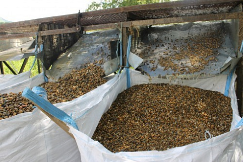 Kamenclub.ru: Галька окат (серо-желтая) фр.10-20 мм. купить  в Нововоронеже галька серо-желтая, рыжая, серый речная окатанная округлая галька 5000 руб/т   фото КАМЕНЬ КЛУБ