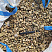 Kamenclub.ru: Галька речная окат рыжая фр. 20-40 мм. купить  в Нововоронеже галька речная окатанная рыжая желтая серая округлая речная галька 5000 руб/т   фото КАМЕНЬ КЛУБ