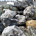 Kamenclub.ru: Черный гранит - кварцит фр. 100-500 мм.  купить в Нововоронеже мрамор гранит черный с белыми прожилками, серый, белый валун скальный колотый 7000 руб/т   фото КАМЕНЬ КЛУБ