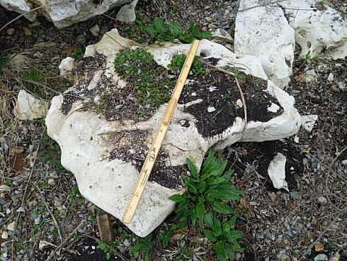 Kamenclub.ru: Выветренный известняк со мхом фр. 100-500 мм.  купить в Нововоронеже известняк серый белый зеленый валун известняковый крупный 10000 руб/т   фото КАМЕНЬ КЛУБ