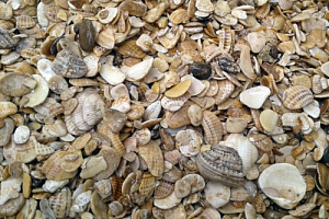 Морская ракушка фр. 5-20 мм  купить в Нововоронеже фото Камень Клуб